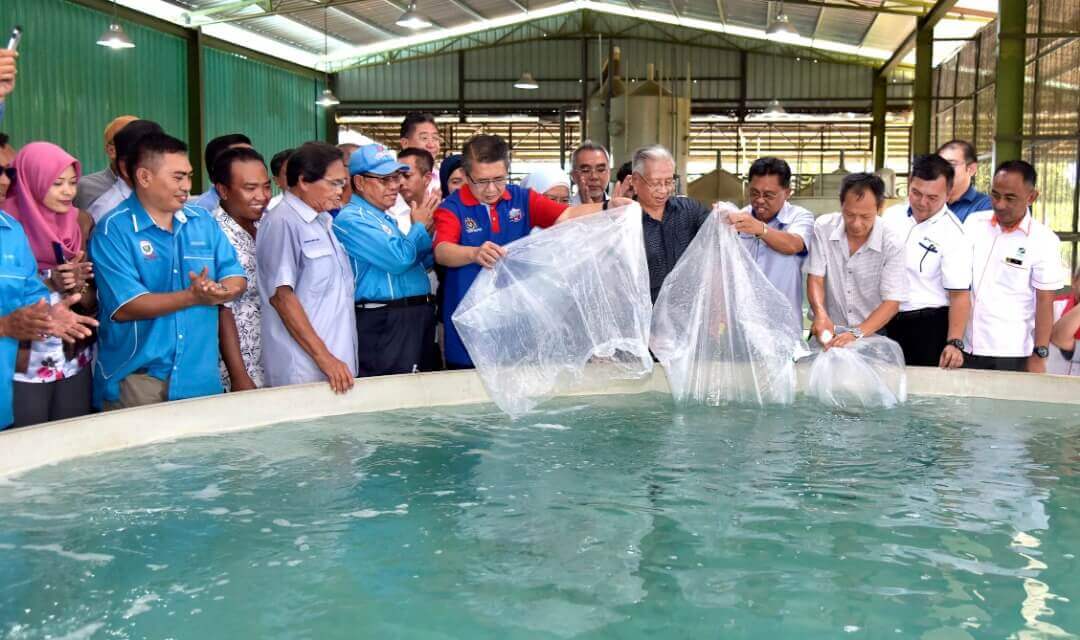 Sas Sistem Penternakan Ikan Dalam Bangunan Pertama Di Dunia