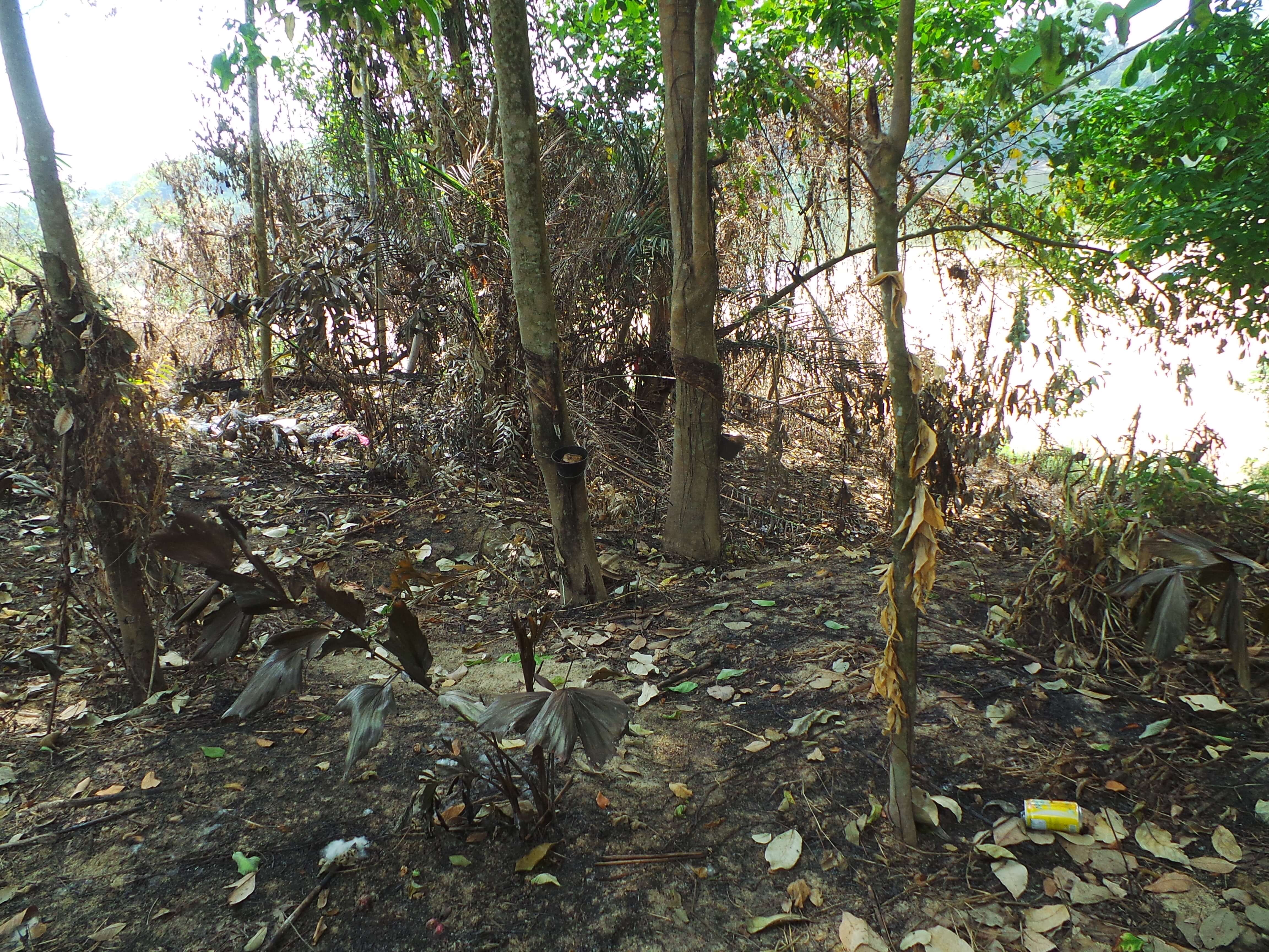Keadaan pokok getah di Tebing Sungai Pahang