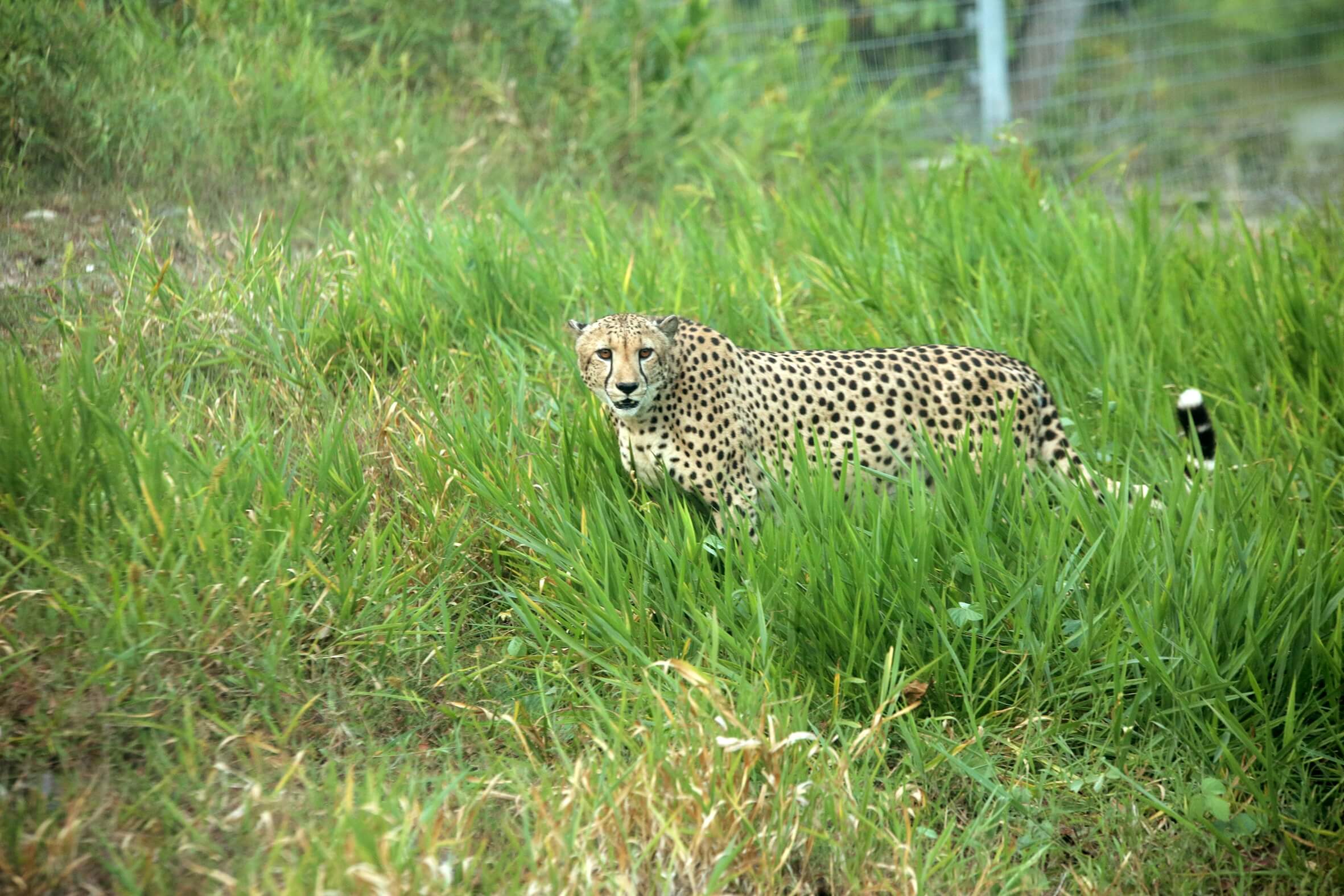 Aksi Cheetah di Wild Savannah, Safari Park