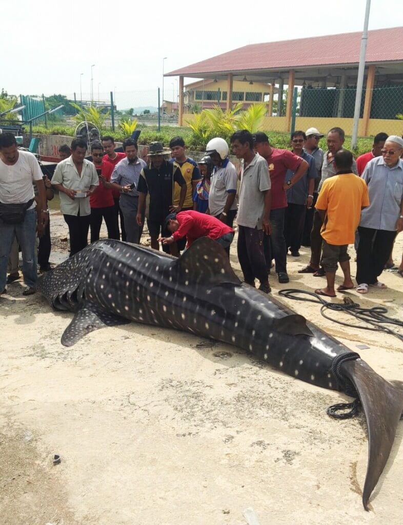 Orang ramai berkumpul untuk melihat sendiri ikan yu paus yang jarang dapat dilihat di Melaka.