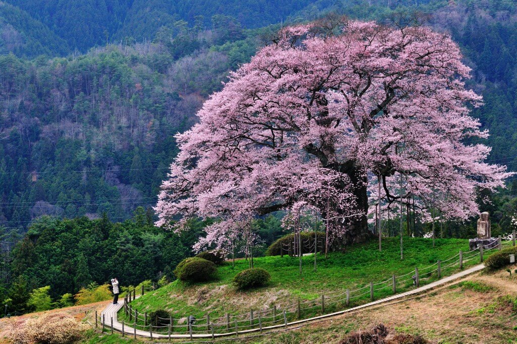 Pokok Cherry Blossom di Okayama menjadi tarikan pengunjung.
