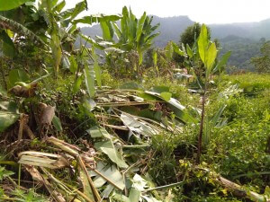 Kehadiran gajah liar tersebut memusnahkan tanaman penduduk kampung.