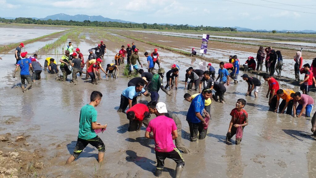 Para peserta lelaki pewaris muda ligat menangkap ikan dalam aktiviti Sukan Rakyat di bendang