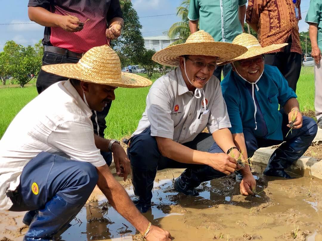 Dari Kiri, Asojan, Hamim dan Razak melakukan demo penanaman padi di tapak semaian padi