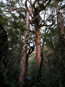 Keindahan hutan dara sangat mengasyikkan pencinta alam.