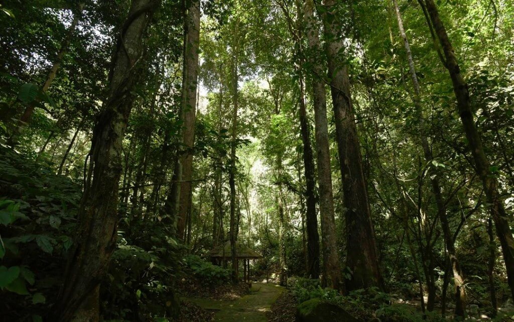 Pokok hutan yang menghiasi perjalanan sesejuk mata memandang.