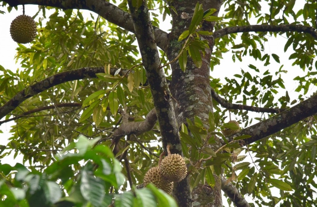 Pokok durian yang ditanam disekeliling Porohon Garden and Lodge.