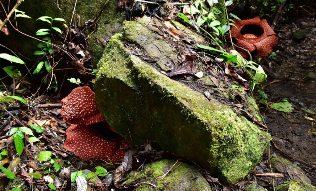 Rafflesia yang tumbuh berhampiran antara satu sama lain