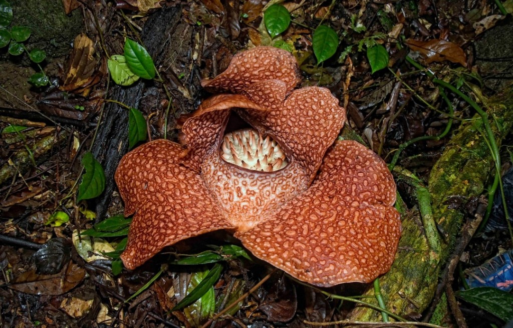 Wakau atau akar yang menjadi perumah untuk Rafflesia