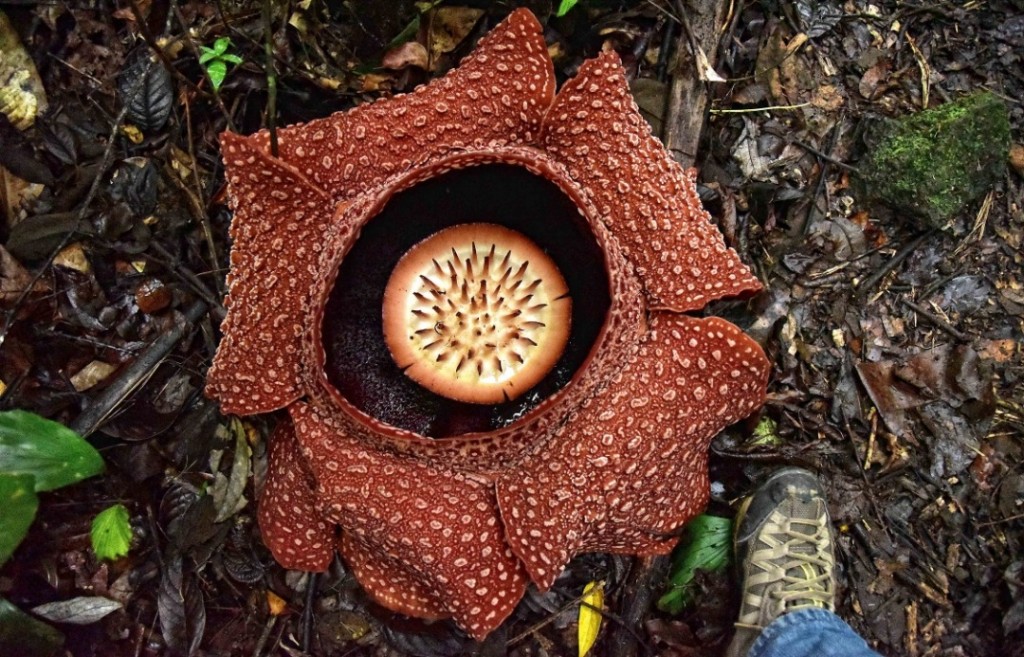 Antara lima Rafflesia yang kembang dalam bulan Januari. 