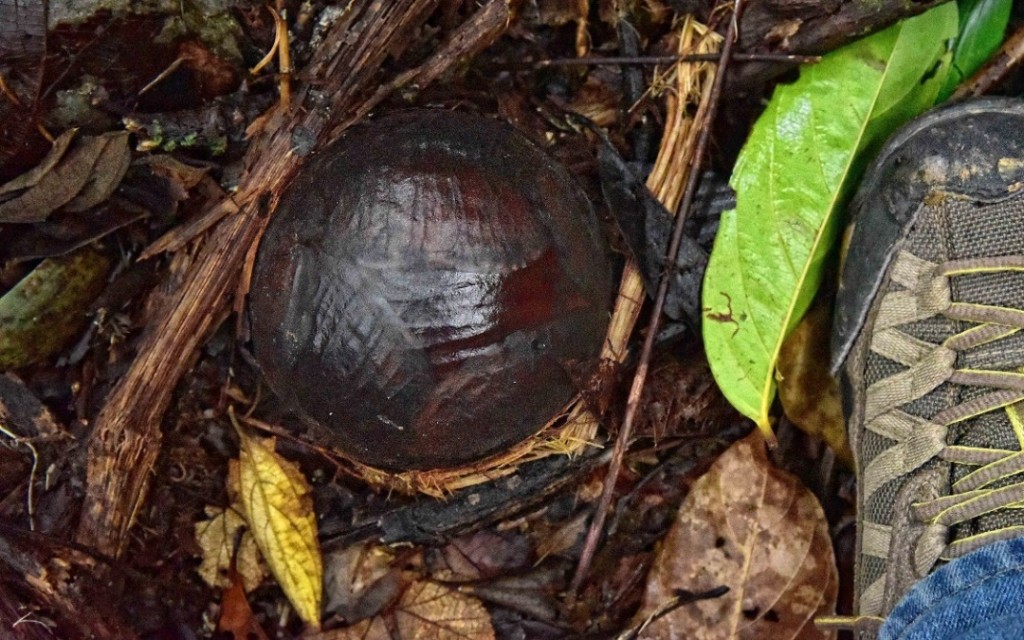 Rafflesia yang masih berbentuk bulat. 