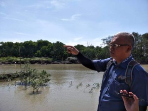 Penghulu Mukim Bagan, Mohamed Yusof Bagan menerangkan hutan paya bakau Teluk Wawasan.