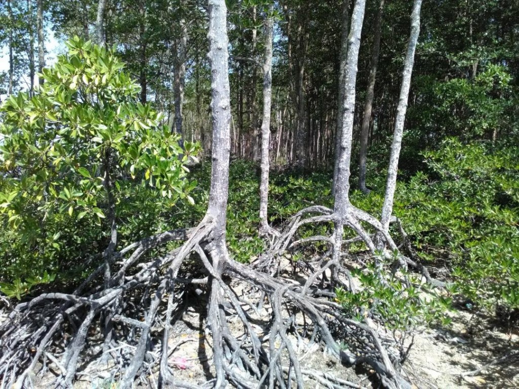 Struktur pokok dan akar hutan paya bakau