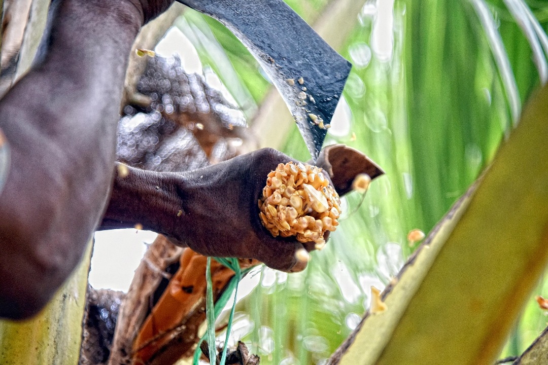 Mayang kelapa disadap menggunakan parang yang tajam