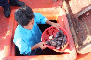 Hasil gamat yang ditangkap dan cuba diseludup keluar perairan negara