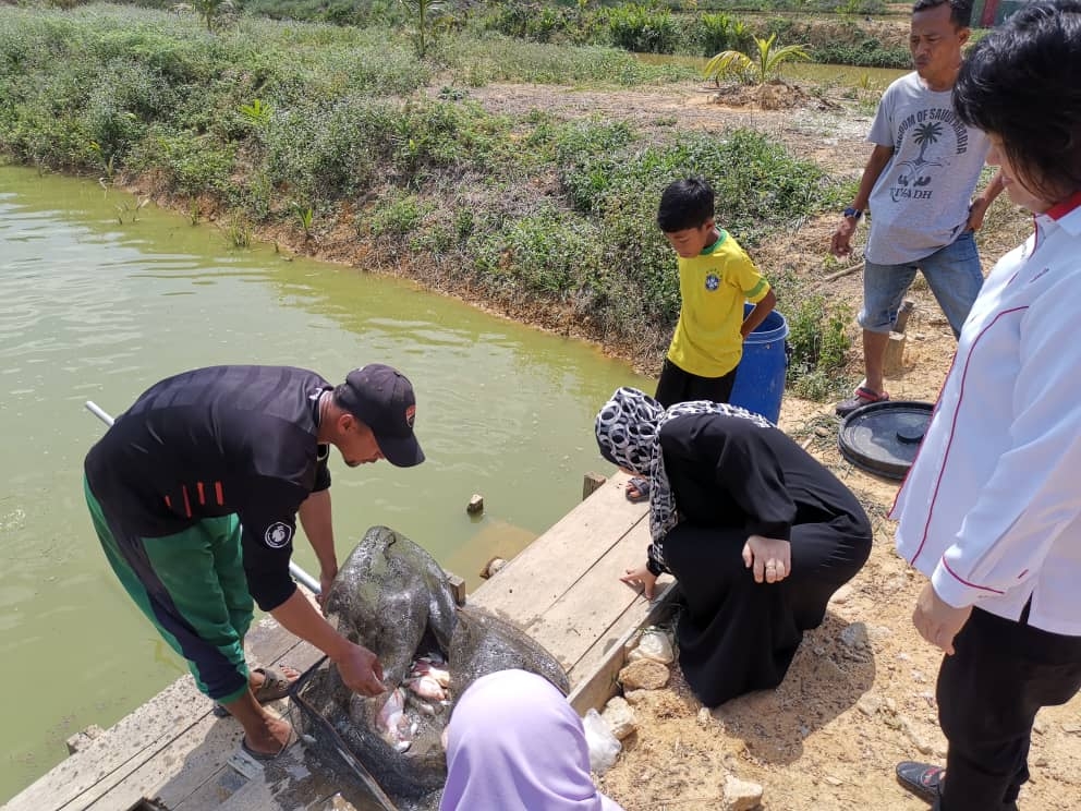ADUN Yong Peng melihat hasil tangkapan kolam ikan air tawar semasa lawatan beliau ke kampung Banjir Bersatu