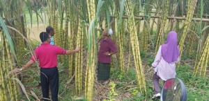 Muhammad Nurfirdaus Ab Rahim, Pegawai Pertanian Jajahan Kota Bharu, bersama Pembantunya meninjau perkembangan tanaman Tebu Telor dari masa ke semasa.