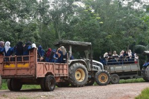 Para peserta diberi peluang menaiki traktor dan dibawa mengelilingi kawasan felda.