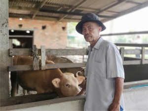 Mohammad Awang Hamat pemilik ladang lembu baka