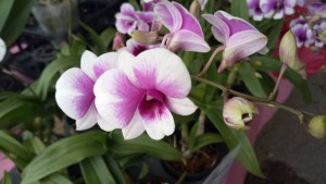Dendrobium Hymenanthum yang merupakan antara jenis bunga orkid.