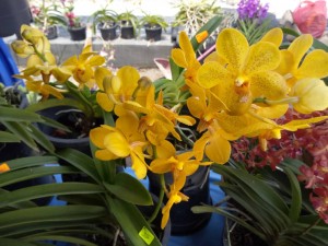 Orkid jenis Phalaenopsis.