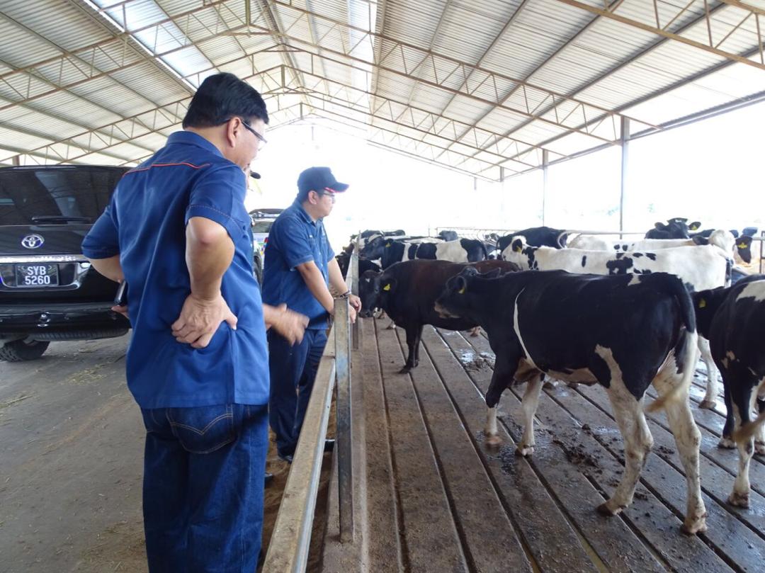 Ewon melawat pusat ternakan lembu milik Datuk Yap. 