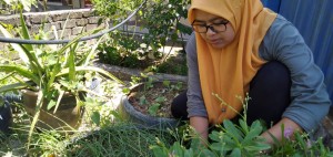 Asmalina memastikan tanaman dijaga dengan rapi dan bebas daripada gangguan makhluk perosak.