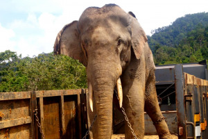 Foto gajah yang ditangkap.