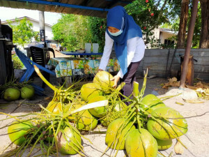 Nasuha Sofia sedang memilih buah kelapa untuk dijual kepada pelanggannya. 