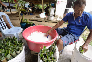 Pembantu Encik Nizar memasukkan beras pulut yang direndam bersama santan kedalam buluh sebelum dibakar.