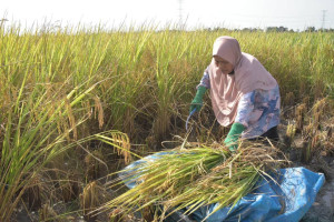 Mak Anjang sedang mengerat padi iaitu kaedah tradisional bagi memotong padi