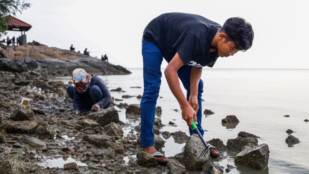 Wanita Cari Rezeki Kutip Kepah Dan Tiram Di Pantai Minyak Beku ...